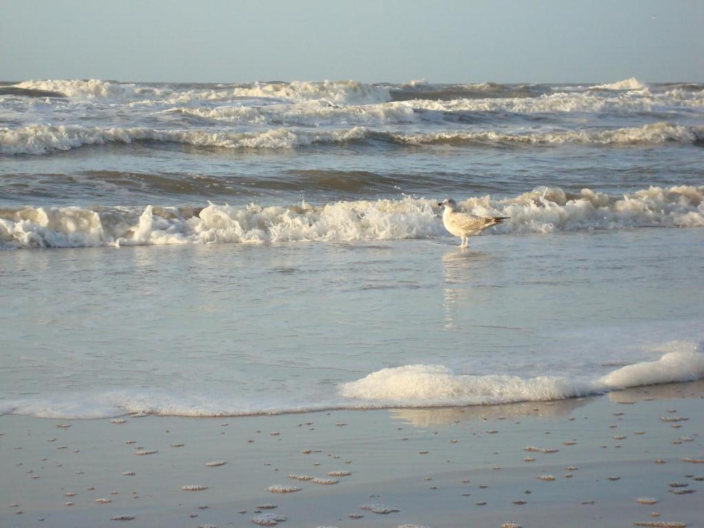 Hotel Rasch Bergen aan Zee Bagian luar foto